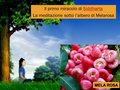 Diapositiva052